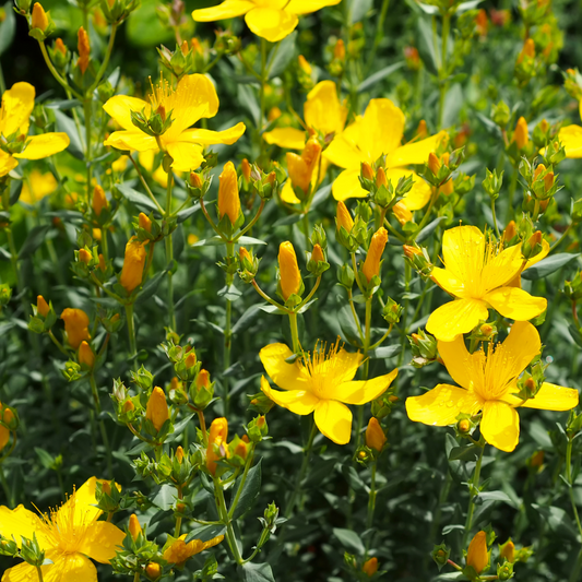 Johanniskraut Pflegeöl (Hypericum perforatum)