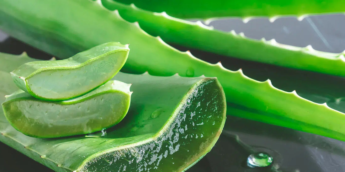 Aloe Vera  (Aloe Barbadensis Extract  / Aloe vera )