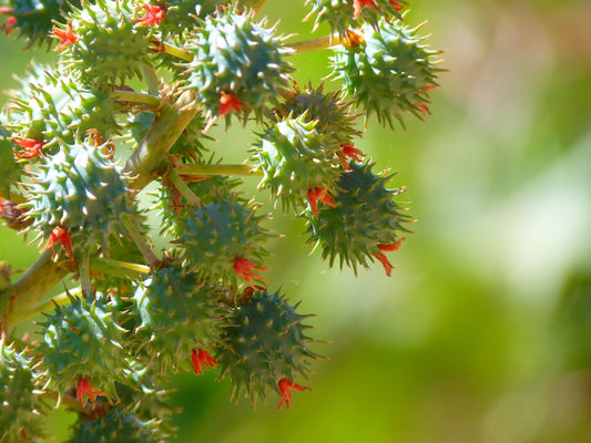 Rizinus Öl (Ricinus Communis Seed Oil, Wunderbaum)