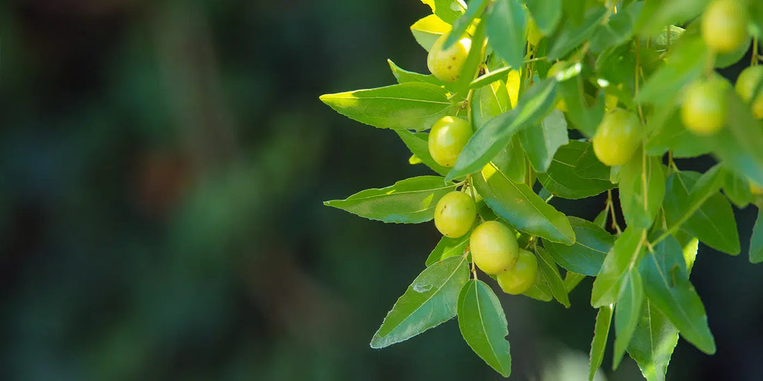 Jojobaöl (Simmondsia Chinensis Seed Oil  / Jojoba Oil)