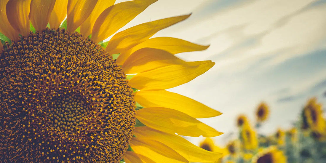 Sonnenblumenkernöl  (Helianthus Annuus Seed Oil / Sunflower Oil )